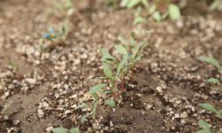 Pancarda Sapa Kalkma Testleri'yle Avrupa ve Türkiye'de üretilen tohumlar analiz ediliyor