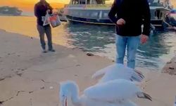 Sahile çıkan pelikanı, balıkla beslediler