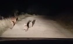 Siirt'te köy yoluna inen ayı ve yavruları kamerada