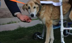 Sitenin köpeği 'Fıstık' için yürüteç