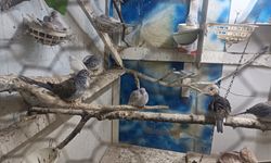 Tekirdağ'da yasa dışı yollarla getirilip üretimi yapılan 7 papağan ve 45 kumru ele geçirildi