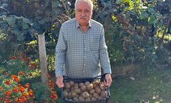 Tescilli Ordu kivisinde hasat sürüyor, 500 milyon TL kazanç hedefleniyor