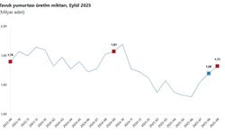 TÜİK: Tavuk eti ve süt üretimi azaldı, yumurta üretimi arttı