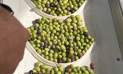 Uluslararası Milas Zeytin Hasat Şenliği renkli görüntülere sahne oldu