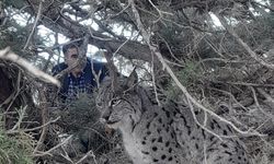 Van'da nesli tehlike altında olan vaşak görüntülendi