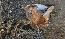 Yaralı halde bulunan kızıl şahin, tedaviye alındı