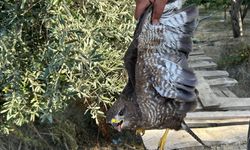 Yaralı şahin tedaviye alındı