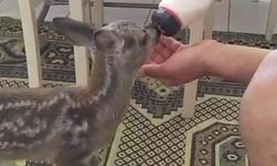 Yavru karacayı 5 aydır elleriyle besliyor