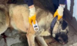 3 kişiye saldırıp ısıran köpek, tabancayla vuruldu; o anlar kamerada