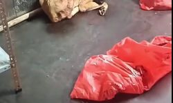 ABB'den 'çöp poşetinde ölü köpek' soruşturması açıklaması