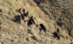 Aile hekimi, fotokapanlar ve dronla yaban hayatını takip ediyor