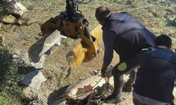 Bodrum'da ölü caretta caretta kıyıya vurdu