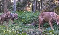 Bolu ormanlarındaki yaban hayatı fotokapanlarda
