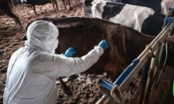 Bolu'da 1 aylık şap karantinası sona erdi