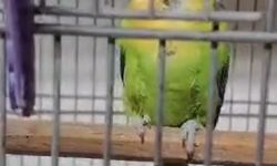 Çanakkale'de 9 papağan ele geçirildi