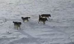 Doğada gezinen kurt sürüsü dron ile görüntülendi