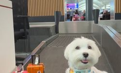 Dünya turundaki köpek  ‘Tofu’ İstanbul Havalimanı’nda