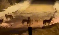 İlçe merkezine inen kurt sürüsü cep telefonuyla görüntülendi