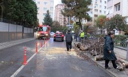 İstanbul- Kadıköy'de seyir halindeki cipin üstüne ağaç devrildi