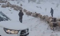 Karda mahsur kalan çoban ve 800 küçükbaş hayvan kurtarıldı
