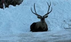 Karla kaplanan Kuzu Yayla Tabiat Parkı'nda kızılgeyik görüntülendi