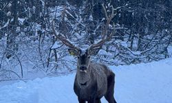 Karla kaplanan Kuzu Yayla Tabiat Parkı'nda kızılgeyik görüntülendi/Ek fotoğraflar