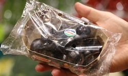 Kış ayında yaz meyveleri eriğin 3 tanesi 300, kirazın 5 tanesi ise 195 TL