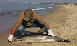 Kuşadası'nda sahile ölü yunus vurdu