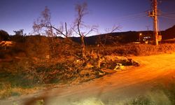 Mersin'de şiddetli rüzgar nedeniyle asırlık meşe devrildi, evin çatısı uçtu