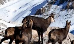 Munzur Dağları'nda, çengel boynuzlu dağ keçileri görüntülendi