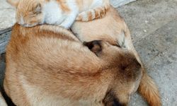 Nazilli'de kedi ile köpek arasındaki bağ dikkat çekiyor