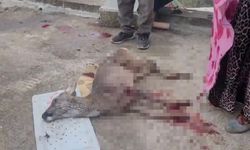 Ordu'da sokak köpeklerinin saldırdığı karaca öldü