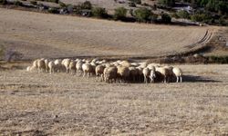 ‘Tedbir alınmazsa 10 yıl sonra çoban bulunmakta zorlanacağız'