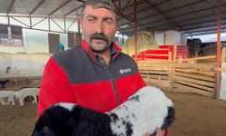 Tokat’ta annesi ölen kuzuyu inek emziriyor