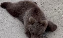 Yolda yaralı bulunan bozayı tedaviye alındı