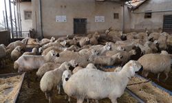 3 kuşaktır, koyun yetiştiriyorlar