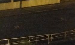 Aç kalan çakallar mahalleye indi