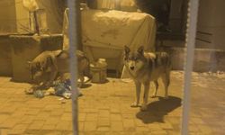 Ankara'da aç kalan kurtlar ilçeye indi