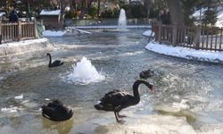 Ankara'da Kuğulu Park havuzu ve Eymir Gölü buz tuttu