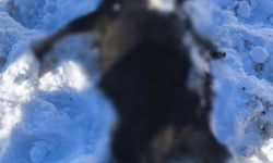 Batman'da ahıra çığ düştü: 44 küçükbaş öldü