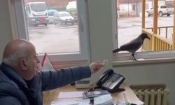 Belediye başkanı, odasına giren kargayı besledi