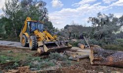 Bodrum'da ağaçlar devrildi, feribot seferleri iptal edildi