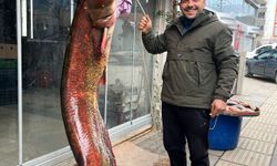 Çayırhan Gölü'nde balıkçı ağlarına 2 metrelik yayın balığı takıldı