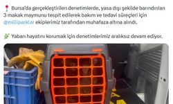 Denetimde ele geçirilen 3 makak maymunu koruma altına alındı