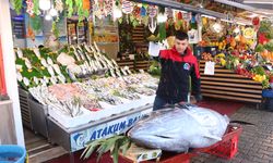 Düzce açıklarında bir gün sonra bu kez de 353 kiloluk orkinos yakalandı