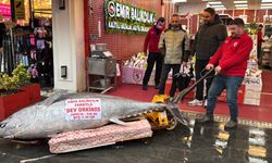Düzce'de avlanan 346 kiloluk orkinos, Samsun'da satışa çıkarıldı