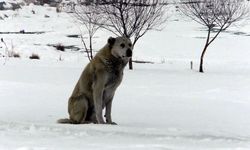 Ercişli fırıncı, sokak hayvanları ve kuşlar için doğaya yiyecek bıraktı