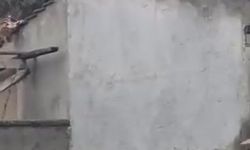 Evlerin bahçe duvarlarının üstünde gezen tilki kamerada