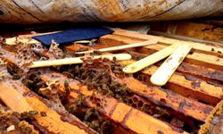 Genç yaşta babasını kaybedince ömrünü kardeşlerine adadı; arıcılık yapıp hepsini okuttu