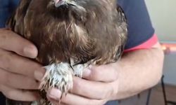 Giresun'da yaralı bulunan şahin, koruma altına alındı